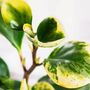 Houseplant Peperomia 'Obtusifolia' Full Plant 13cm Pot, thumbnail 5 of 5