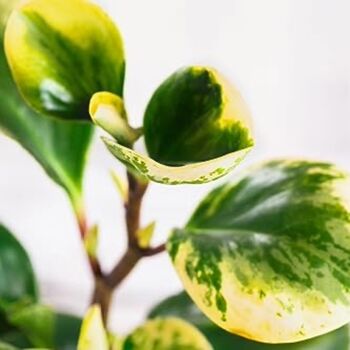 Houseplant Peperomia 'Obtusifolia' Full Plant 13cm Pot, 5 of 5