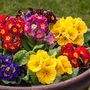 Winter Plants Primula Spring Colour Mix Six Plants, thumbnail 4 of 6