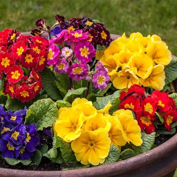 Winter Plants Primula Spring Colour Mix Six Plants, 4 of 6