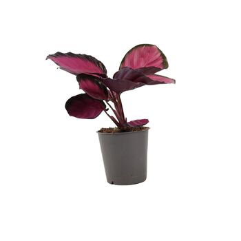 Calathea Roseopicta ‘Rosy’ – Indoor Prayer Plant With Stunning Pink Leaves 12cm Pot, 8 of 9