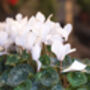 Cyclamen 'Blanc Pur' Three X Full Plant Pack, thumbnail 4 of 4