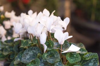 Cyclamen 'Blanc Pur' Three X Full Plant Pack, 4 of 4