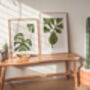 Fiddle Fig Ficus Plant Illustrated A4 Art Print, thumbnail 8 of 12