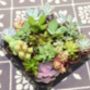 Hexagon Mini Planter Choice Of Succulent Or Cacti, thumbnail 5 of 6