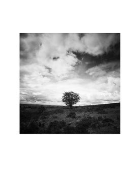 Tree, Exmoor Photographic Art Print, 3 of 4