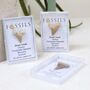 Shark Tooth Fossil Otodus, thumbnail 11 of 12