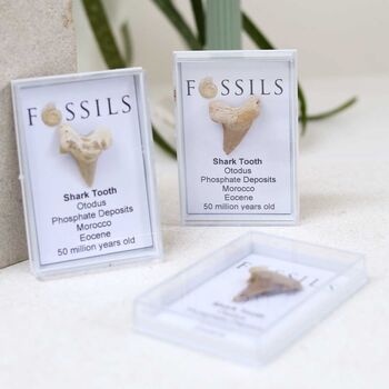 Shark Tooth Fossil Otodus, 11 of 12