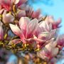 Magnolia Tree Soulangeana One Large Plant In 10 L Pot, thumbnail 1 of 5