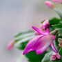 Christmas Cactus Pink Exotic Dancer Three X 13cm Pots, thumbnail 4 of 6