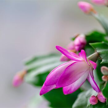 Christmas Cactus Pink Exotic Dancer Three X 13cm Pots, 4 of 6