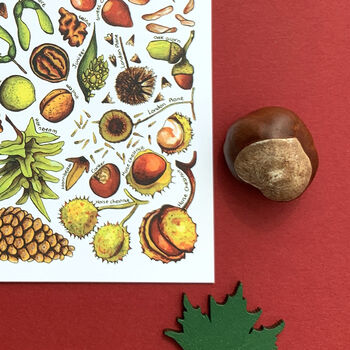 Nuts And Seeds Of Britain Postcard, 5 of 8