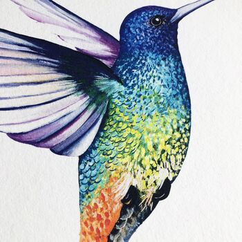 Golden Tailed Sapphire Hummingbird Print, 3 of 9