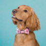 Padstow Deckchair Stripe Dog Collar, thumbnail 5 of 5