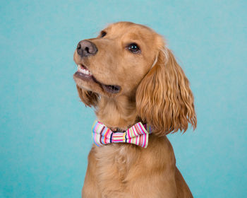 Padstow Deckchair Stripe Dog Collar, 5 of 5