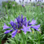 Agapanthus Ever Sapphire, Sapphire 45th Anniversary, thumbnail 2 of 2
