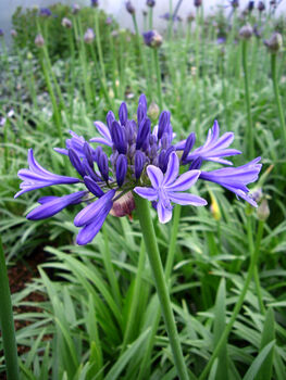 Agapanthus Ever Sapphire, Sapphire 45th Anniversary, 2 of 2