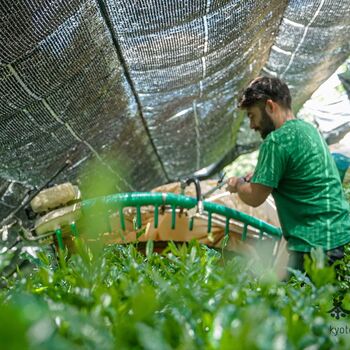 Gokou Premium Ceremonial Matcha, 8 of 10