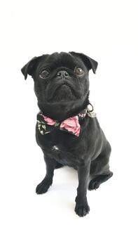 The Chelsea Pink And Green Floral Dog Collar Bow Tie, 2 of 4