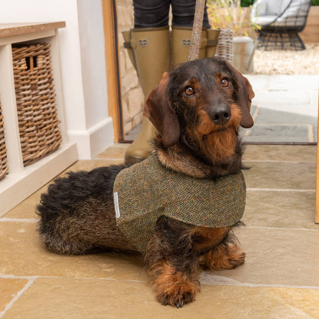 Luxury Tweed Dog Harnesses By Mutts & Hounds