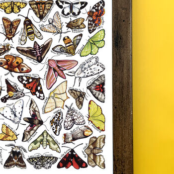 Moths Of Britain Wildlife Print, 5 of 10
