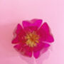 Recycled Plastic Bottle Flower Brooch/Buttonhole Pink, thumbnail 4 of 5