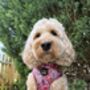 Berry Blossom Floral Dog Harness, thumbnail 6 of 7