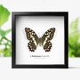 Christmas Butterfly Insect Bug Moth Butterfly Box Frame Entomology Taxidermy Interior Design Modern Home Decor Wall Hanging Gift Ornament, thumbnail 1 of 3