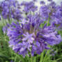 Agapanthus Charlotte Personalised Plant Gift For A Girl Named Charlotte, thumbnail 2 of 2