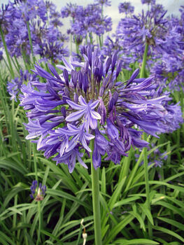 Agapanthus Charlotte Personalised Plant Gift For A Girl Named Charlotte, 2 of 2