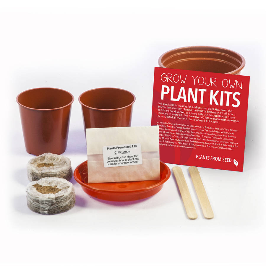 Grow Your Own Chilli Plant Kit By All Things Brighton Beautiful 