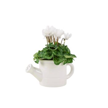 Ceramic Watering Can With Cyclamen Plant Gift, 3 of 4