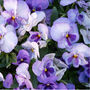 Pansy 'Lavender Surprise' 20 X Full Plant Pack, thumbnail 5 of 6