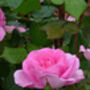 Mothers Day Rose Mum In A Million, Scented Plant Gift, thumbnail 3 of 3