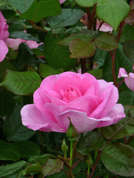 Mothers Day Rose Mum In A Million, Scented Plant Gift, 3 of 3