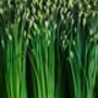 Herb Plants Garlic Chives In 9cm Pots, thumbnail 6 of 6