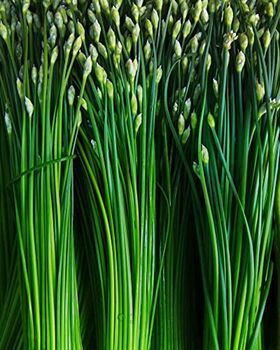 Herb Plants Garlic Chives In 9cm Pots, 6 of 6