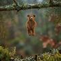 Handmade Needle Felt Grizzly Bear Hanging Decoration, thumbnail 11 of 11