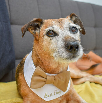 Personalised Dog Bow Tie Wedding Bandana, 3 of 12