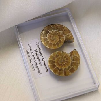 Cleoniceras Ammonite Fossil Pair, 5 of 10