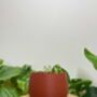 Vibrant House Plant Pot Gardening Gifts Lightweight Planter, thumbnail 4 of 7