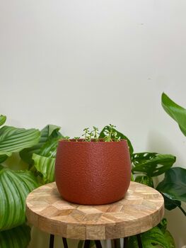 Vibrant House Plant Pot Gardening Gifts Lightweight Planter, 4 of 7