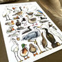 Water Birds Of Britain Watercolour Postcard, thumbnail 8 of 12