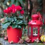 Winter Flower Cyclamen Rouge Six Plants In 10.5cm Pot, thumbnail 2 of 5