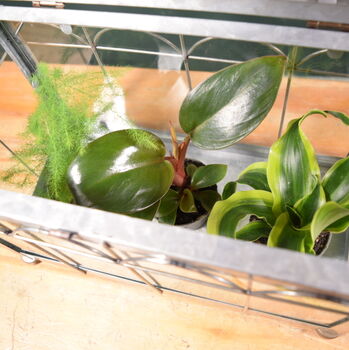 Mini Indoor Greenhouse With Plants Victorian Style, 7 of 8