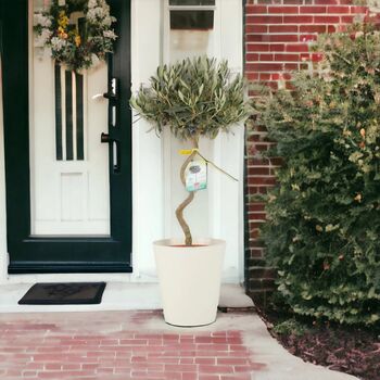 Spiral Olive Tree 80 90cm Tall In 23cm Nursery Pot, 2 of 3