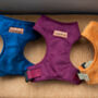 Made To Measure Velour Custom Dog Harnesses, thumbnail 5 of 7