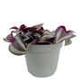 Purple Wandering Jew House Plant In 6cm Pot, thumbnail 2 of 3