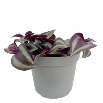 Purple Wandering Jew House Plant In 6cm Pot, 2 of 3