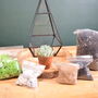 Black Pyramid Terrarium Kit With Succulent Or Cactus, thumbnail 4 of 12